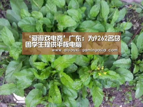 ‘爱游戏电竞’广东:为9262名贫困学生提供平板电脑(图1) 爱游戏电竞